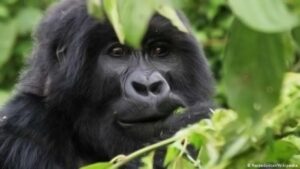 7 Days Best of Rwanda Gorilla Safari