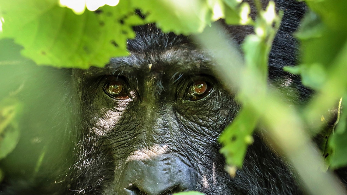 best gorilla safaris in Rwanda