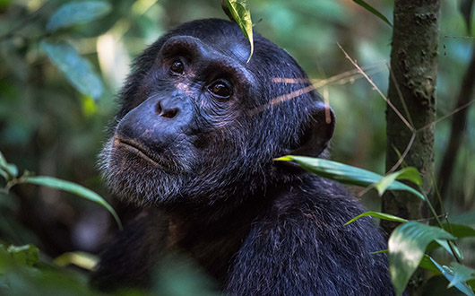 3 Days Chimpanzee Trekking in Uganda