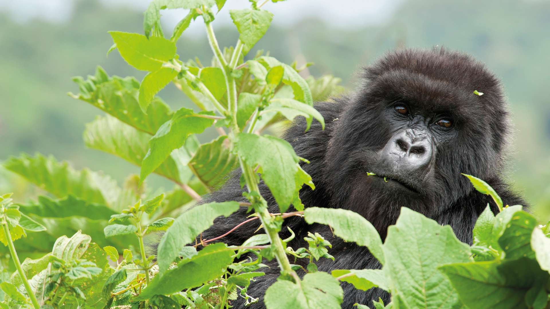 Safaris in Rwanda Uganda Gorilla Trekking