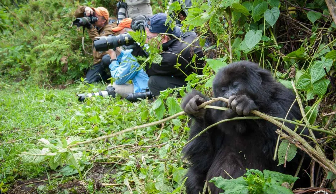 3 Days Bwindi Gorilla Trekking