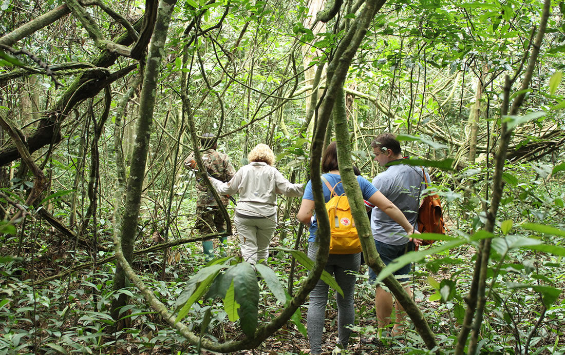 1 Day Nyungwe Canopy Walk